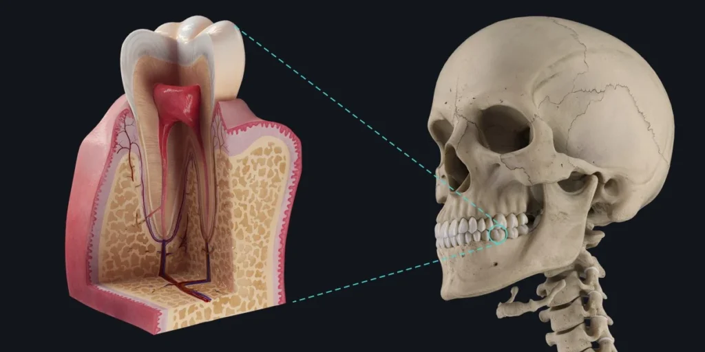 Dental Anatomy Book: The Ultimate Guide to Choosing the Best Resources